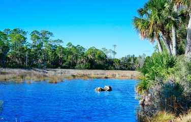 Beautiful Florida swamp winter landscape