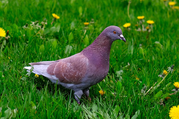 A beautiful brown pigeon is walking on the green grass, its neck stretched forward. Spring, nice weather, blooming dandelions in a good mood