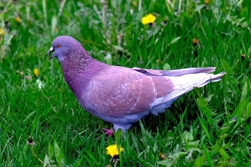 A beautiful brown pigeon is walking on the green grass, with its beak open. Spring, good weather, blooming dandelions in a good mood