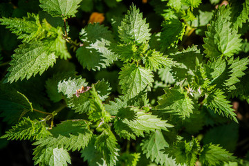 Nettle leaves green