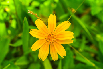 
flower with a strong yellow color that transmits very good energy, they are very present throughout the world and that is why it is easy to find them.