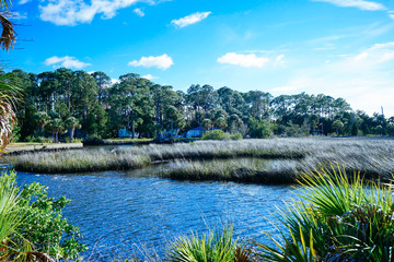 Florida Hernando beach and swamp
