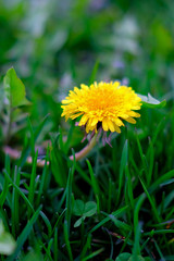 Close-up of a Yellow dandelion against a background of bright fresh grass