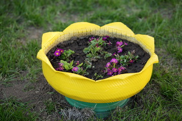 vase tulip from tires in the garden