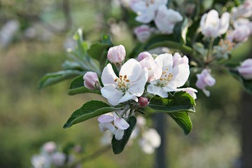 한국 견북 영일군 과수원 사과꽃입니다