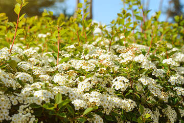 Lush spring white flowering of Spiraea or Bridal Wreath in a sunlight. Spiraea is deciduous ornamental shrub often grown as hedges. Plant for gardening and landscaping.