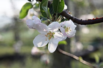 한국 견북 영일군 과수원 사과꽃입니다