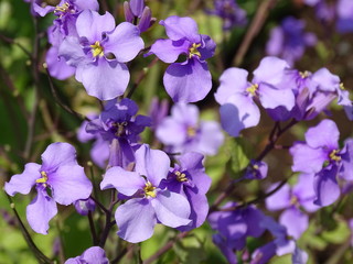 Obraz premium フラワー