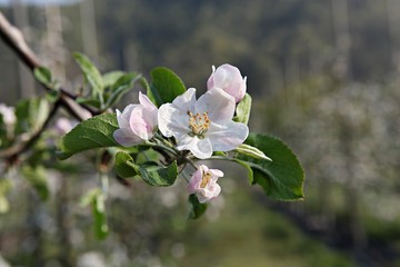 한국 견북 영일군 과수원 사과꽃입니다