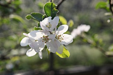 Obraz premium 한국경북 영일군 과수원 의 사과꽃 입니다