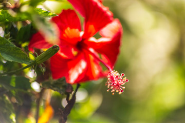 Obraz premium verano