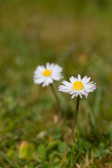 Daisies in flower on a lawn, English garden, UK