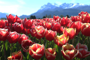 tulipanes rojos y blancos con montañas detrás 