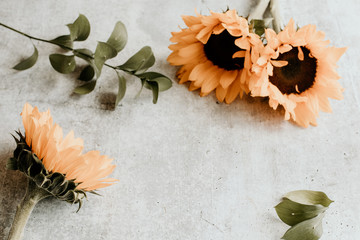 Fototapeta na wymiar sunflowers on a concrete background