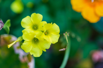 Obraz na płótnie Canvas Blur image of beautiful flower growing in the garden, copy space. Macro.