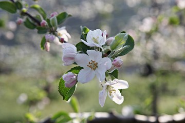 한국경북 영일군 과수원 의 사과꽃 입니다