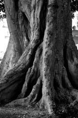 Black and white photograph of a lonely old big tree, a huge tree trunk.