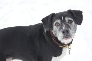 Old Beagle Pitbull Mix