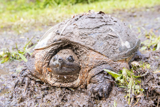 Common Snapping Turtle - Chelydra Serpentina