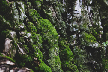 moss on tree