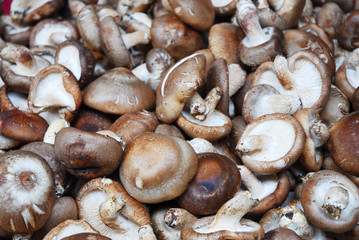 close up on brown mushroom background