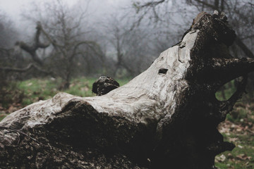 dead tree trunk