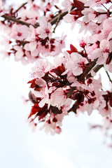 cherry tree blossom