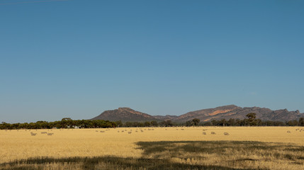 Panoramic view of rolling farm fields of freshly harvested hay on rural properties in Victoria with part of the Grampians National Park mountain range rising in the background