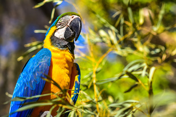 Arara