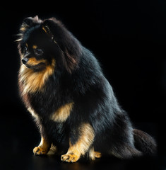 Small German Spitz, black little fluffy dog on a black background