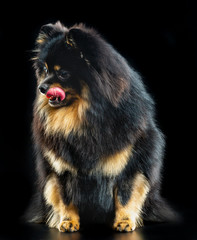 Obraz premium Small German Spitz, black little fluffy dog on a black background