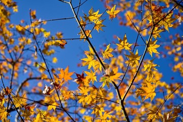 青空バックに黄色く染まったモミジの黄葉