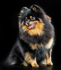 Small German Spitz, black little fluffy dog on a black background