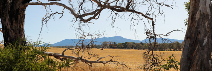 Panorama of wide open farm fields of freshly harvested hay seen through native trees with part of the Grampians National Park mountain range rising in the background, rural Victoria
