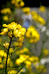 菜の花