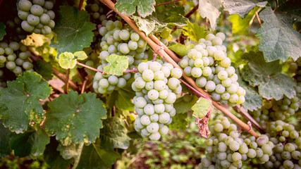 White Grapes