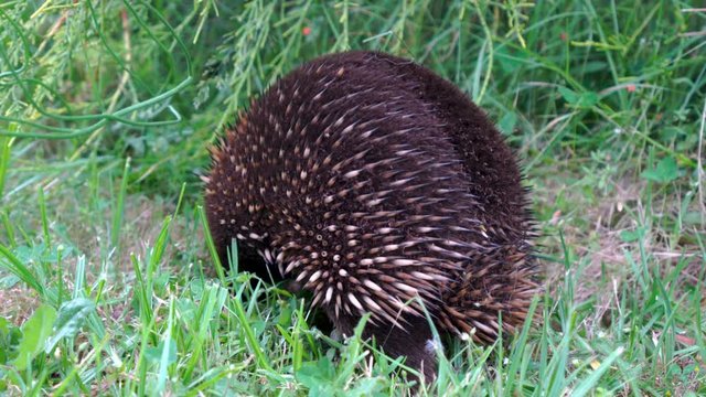 Closeup Of A Wild Echidna In The Australian Bush.
