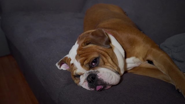Closeup Of A English Bulldog Laying On A Couch.