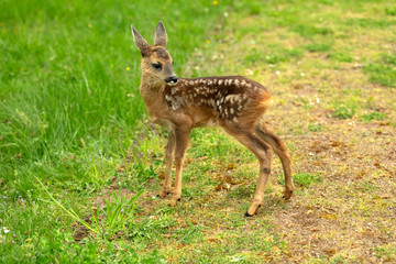 Naklejka na ściany i meble Beautiful Deer Fawn