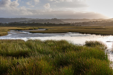 Fototapeta na wymiar Landscape over grasses on the mud flats of Knysna lagoon at low tide
