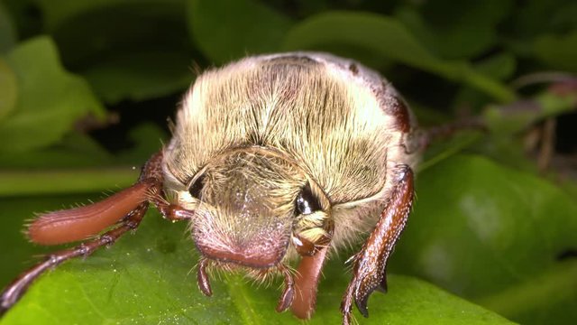 macro shot of the front of a cockchafer resting on an oak leaf.