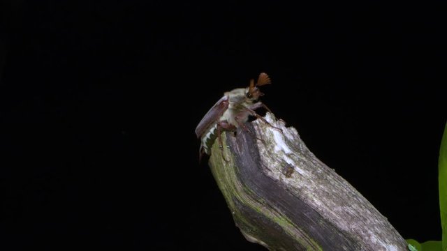 a cockchafer orbits around on a broken branch of an oak tree and flies away. Close up shot
