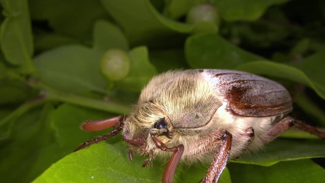 macro shot of the side of a female cockchafer resting in an oak tree.