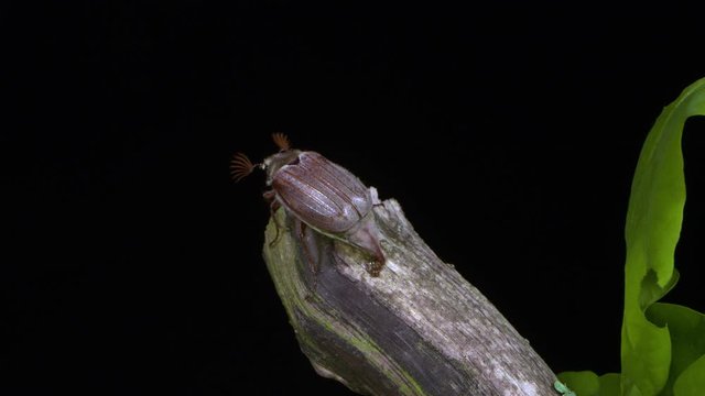 a mail cockchafer opens its shield and wings and flies away from the old oak tree.