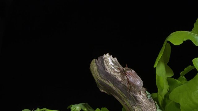 a cockchafer resting on the branch of an oak tree