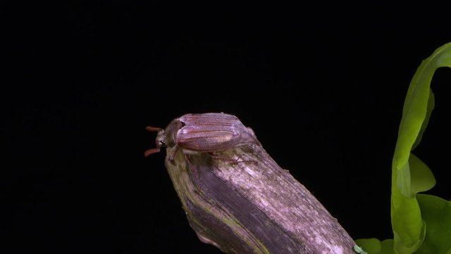 a cockchafer circling on a broken branch of an oak tree. Close up shot.