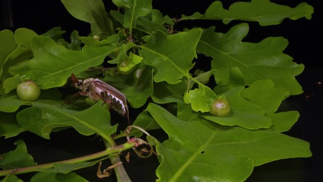 a cockchafer crawls among the leaves that show galls of the gall wasp on an old oak tree