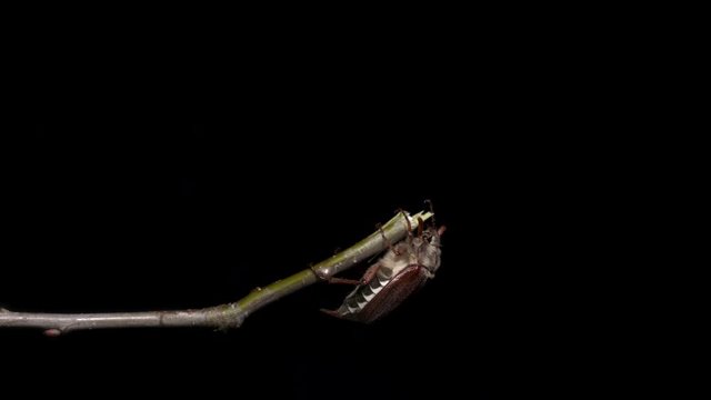 a cockchafer hangs from the tip of a broken branch of the tree