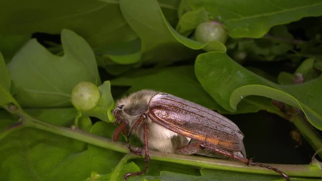 macro shot of the side of a female cockchafer resting on a twig of oak tree.