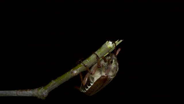 a female cockchafer hangs from a broken twig of an oak tree